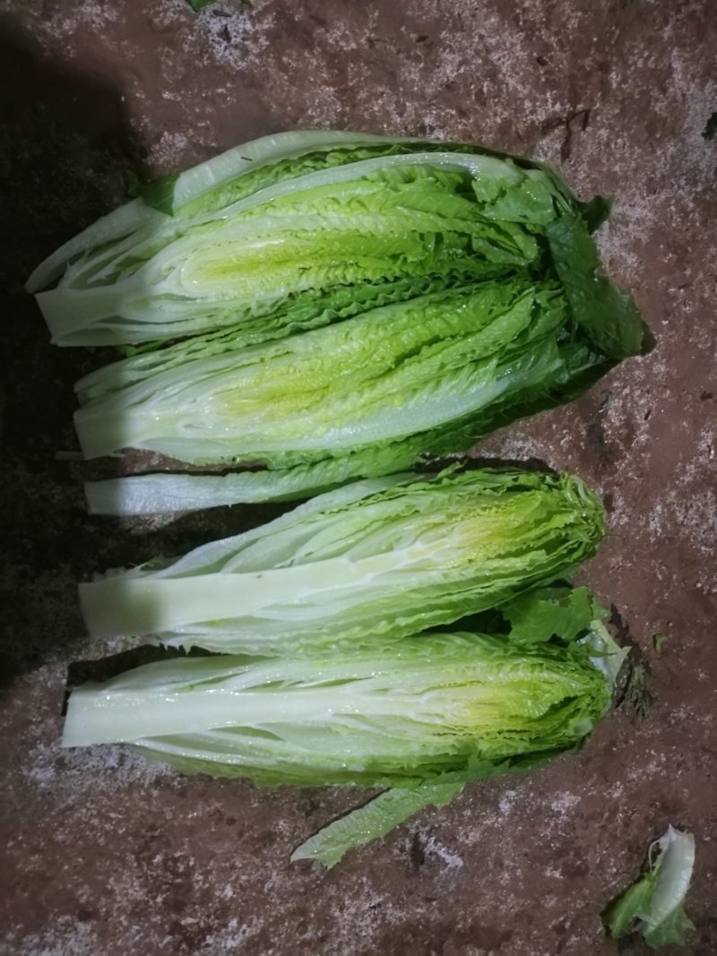 罗马生菜