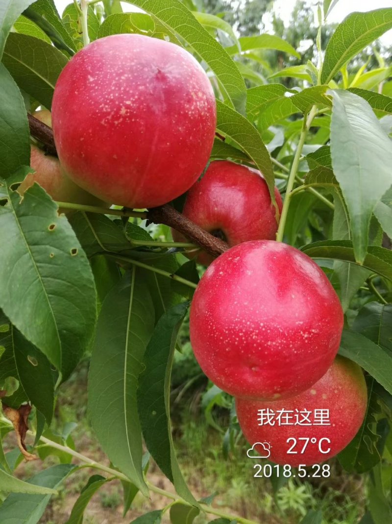 曙光，中油19.16.18.20.各种油桃，万亩基地直供