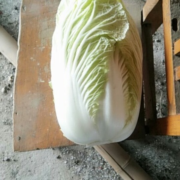 青杂三号现货