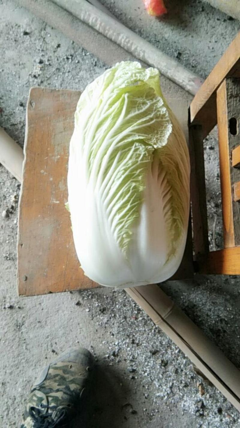 青杂三号现货