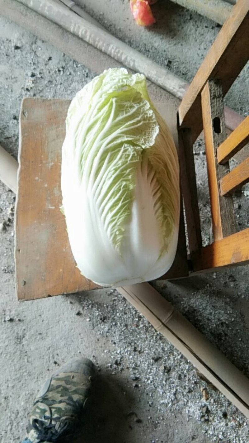 青杂三号现货