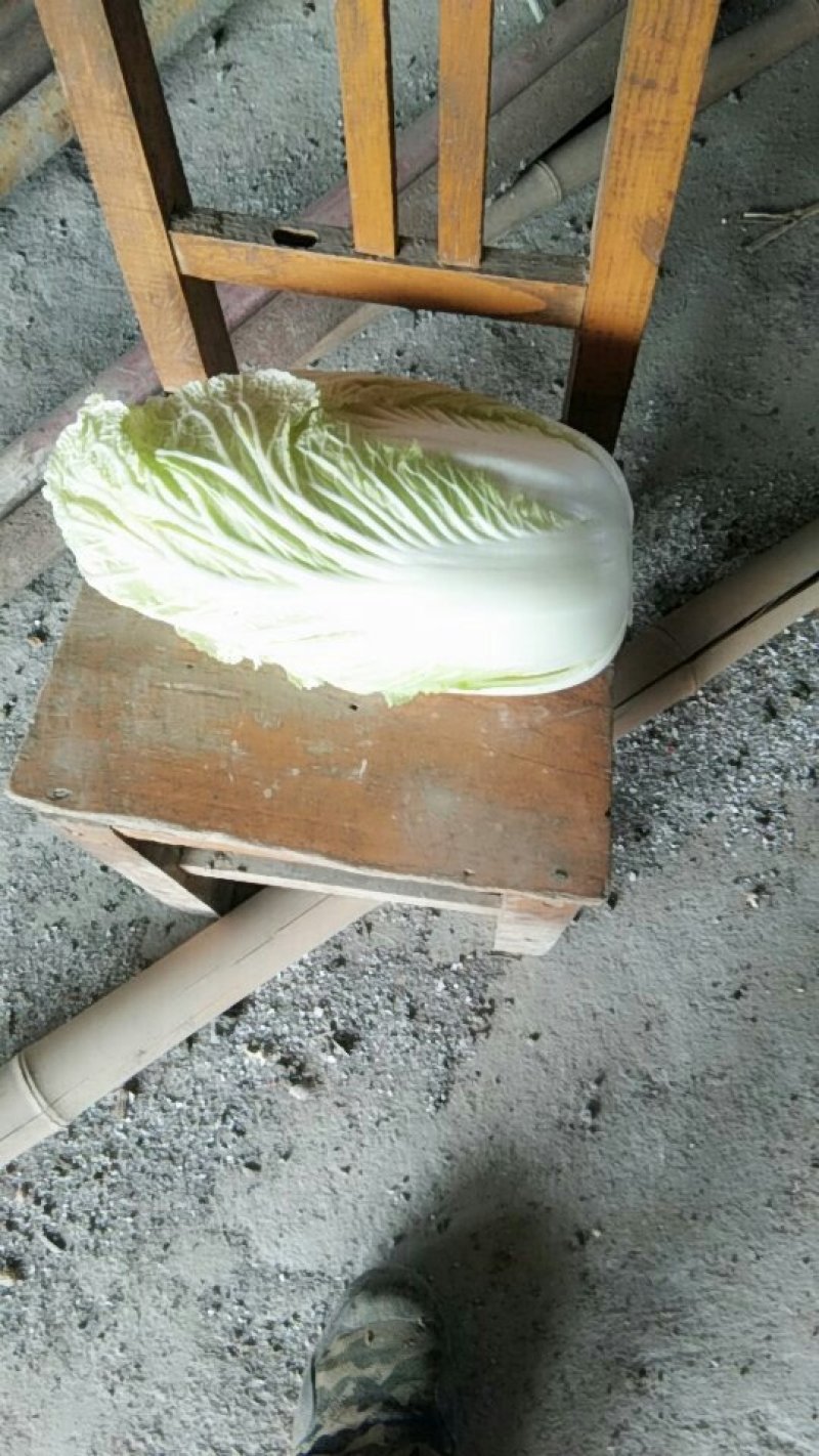 青杂三号现货