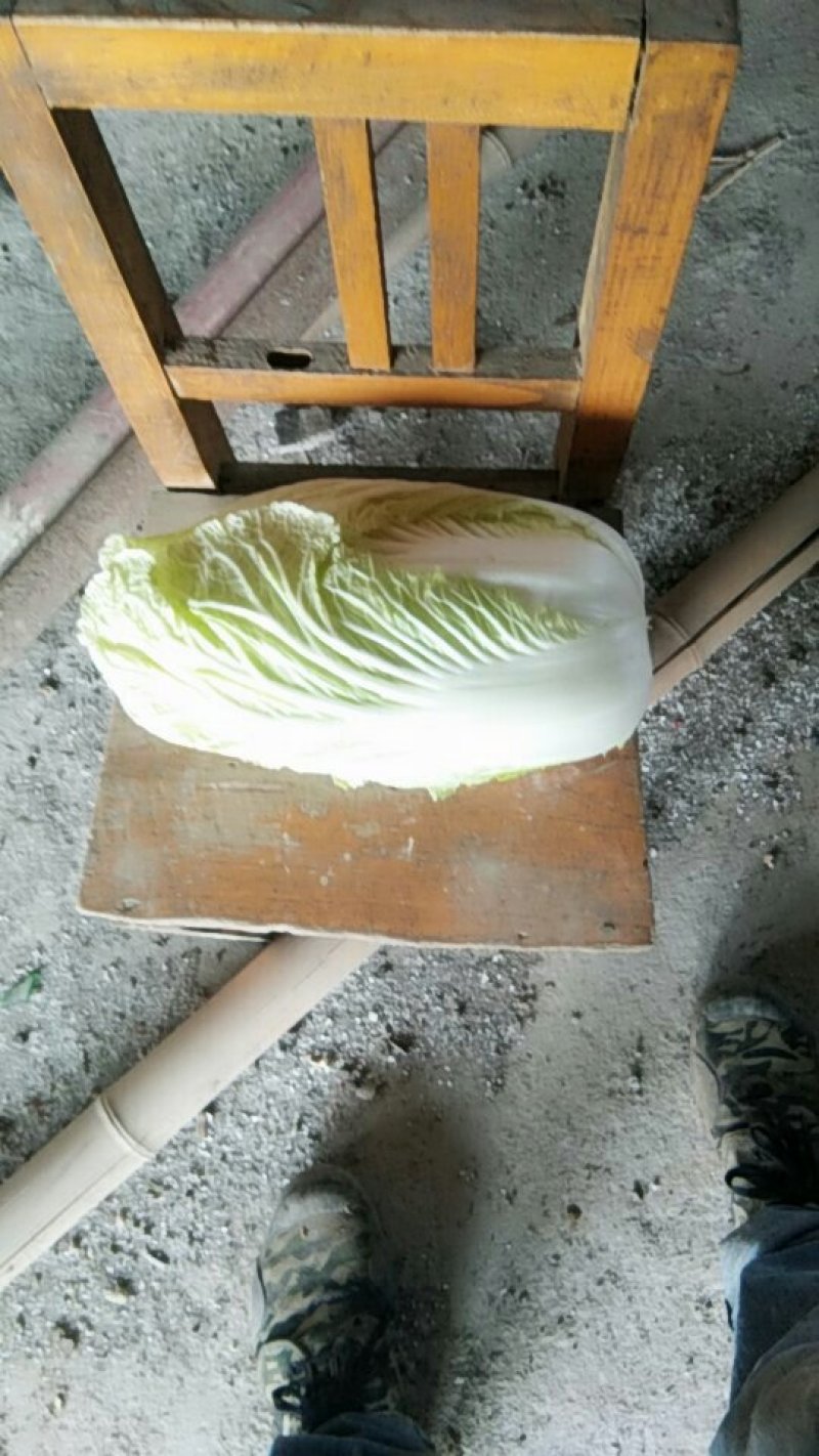 青杂三号现货
