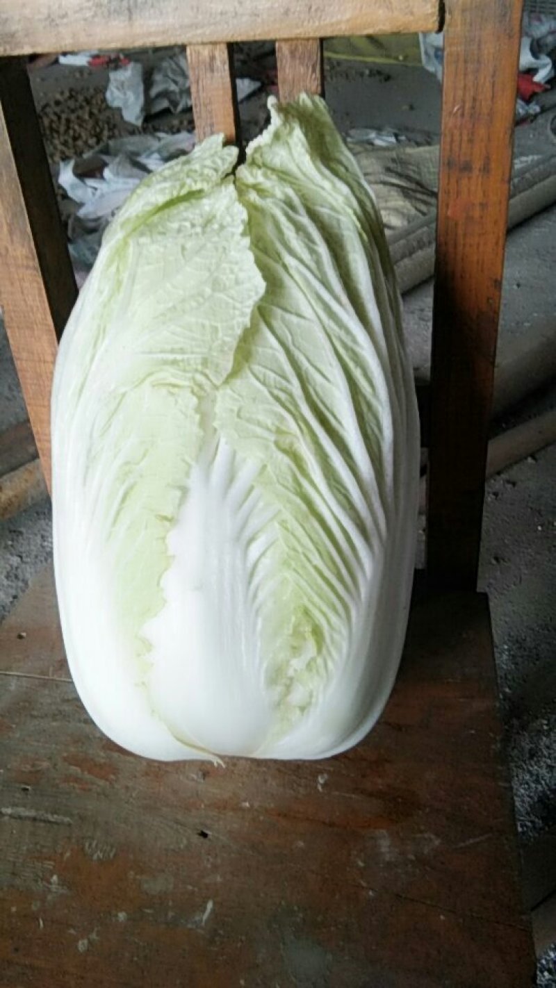 青杂三号现货