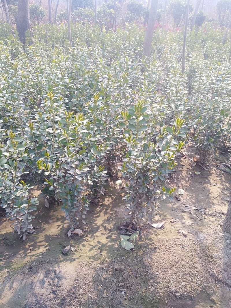 瓜子黄杨批发带冠幅的黄杨小苗