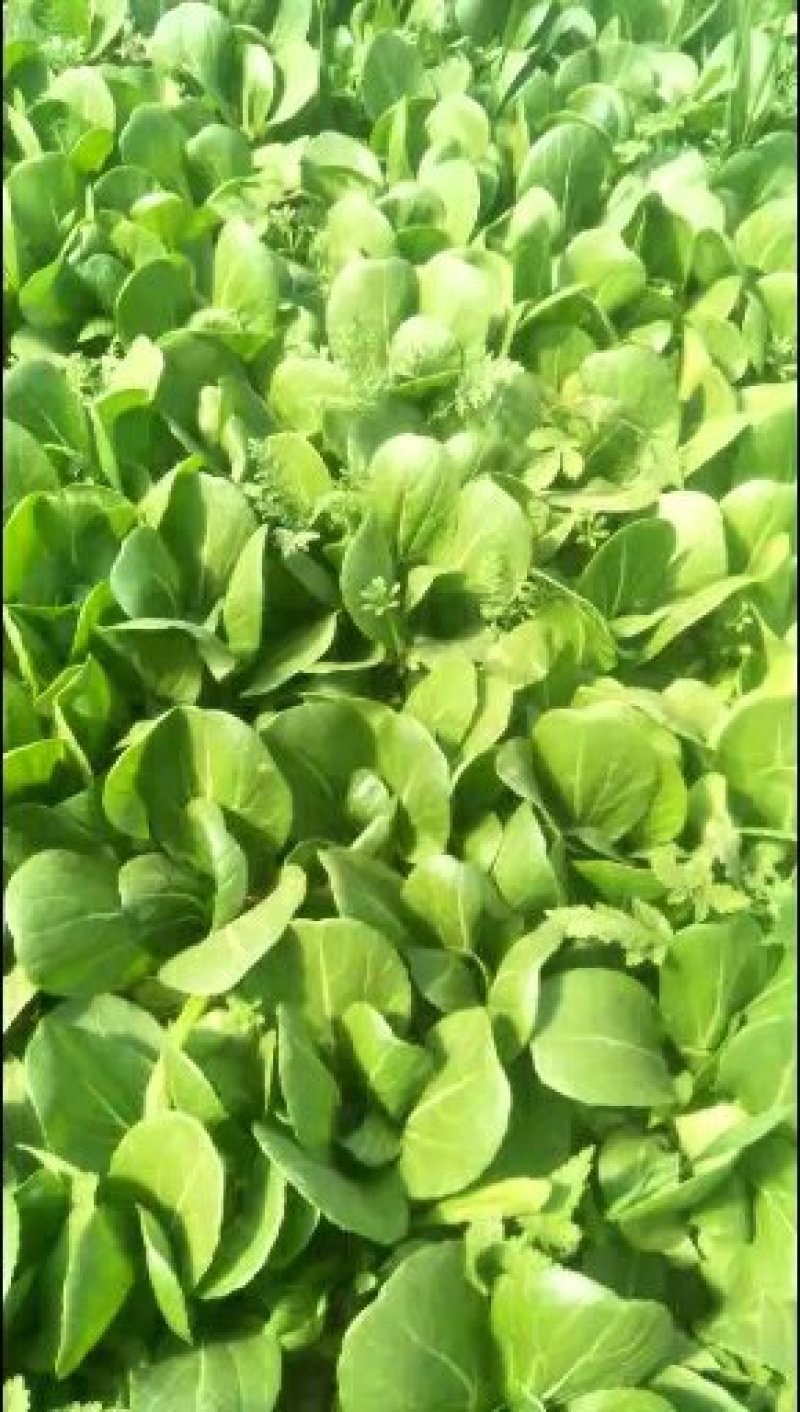 油菜配送代收代购