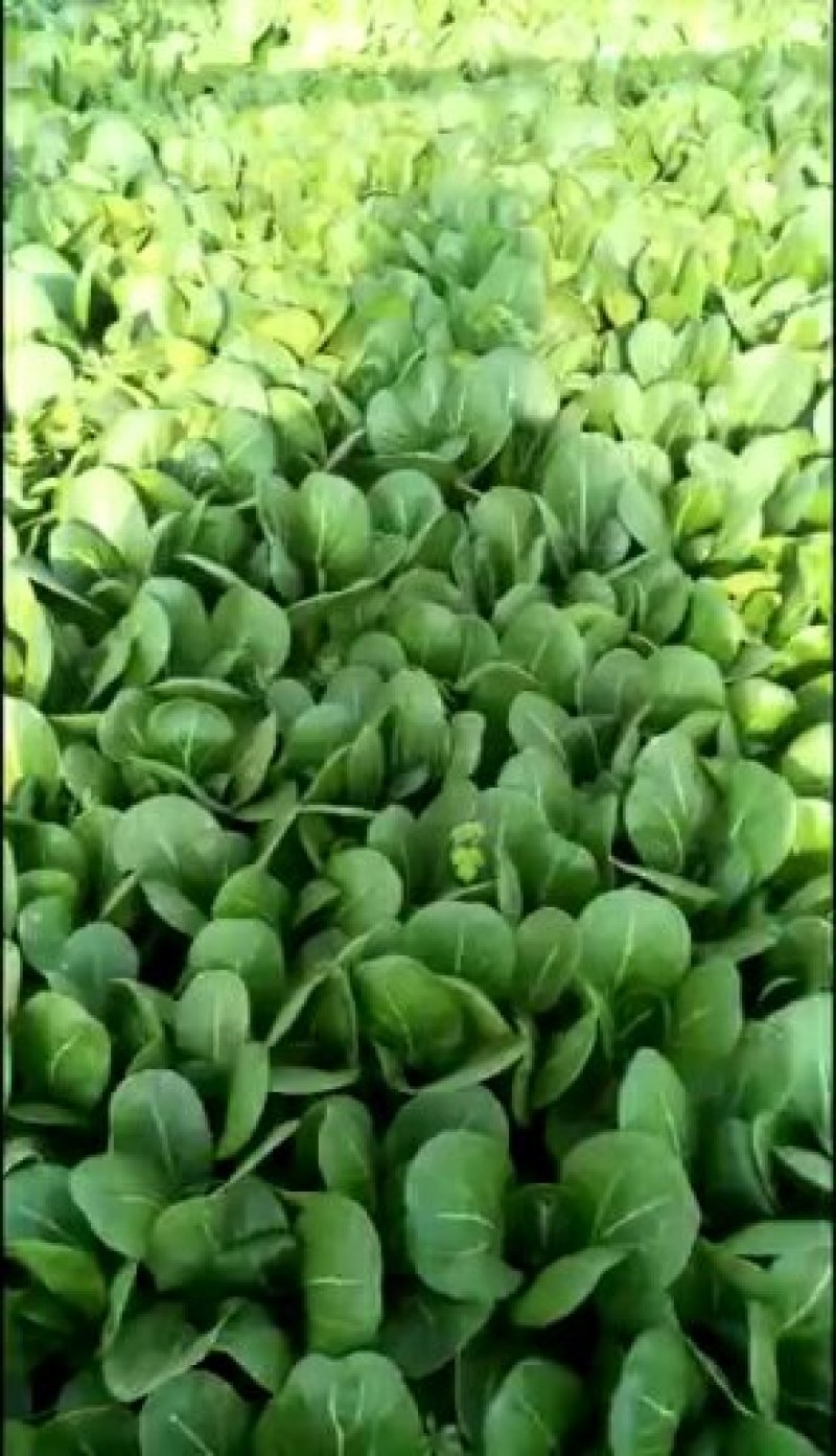 油菜配送代收代购