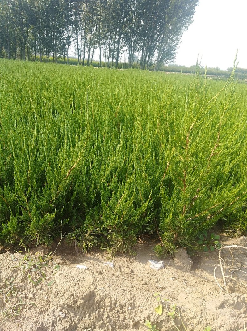 龙柏批发山东龙柏多少钱一棵