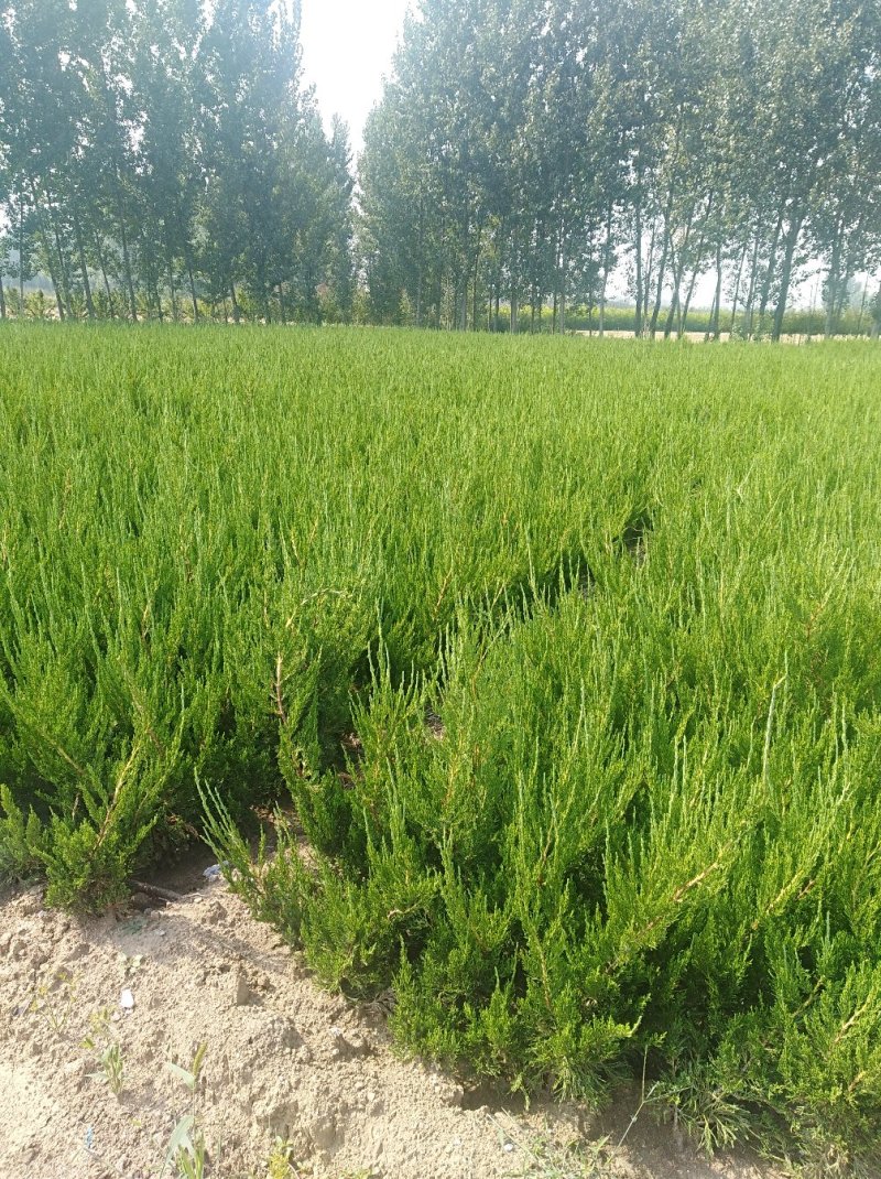 龙柏批发山东龙柏多少钱一棵