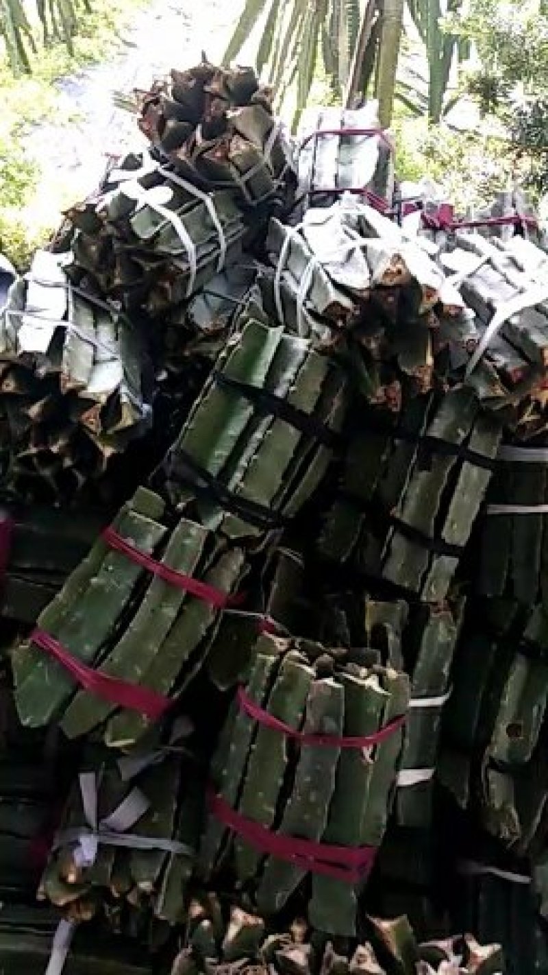 广西玉林容县基地直供红肉火龙果苗
