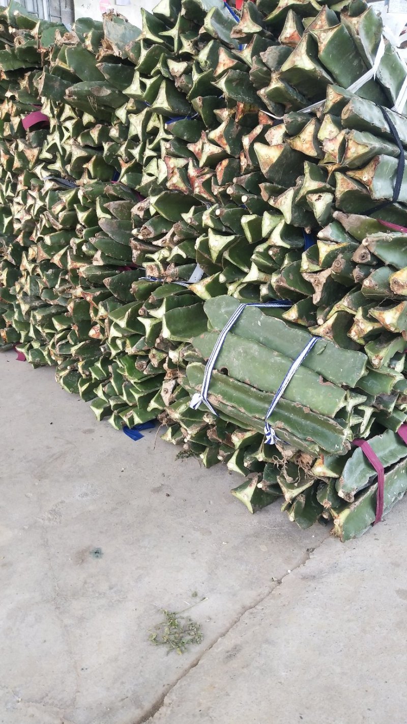 广西玉林容县基地直供红肉火龙果苗