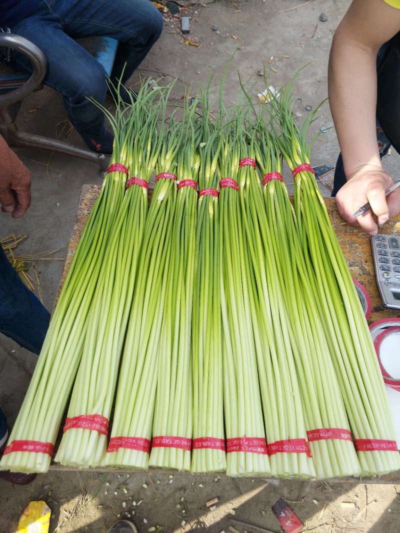 白帽蒜薹批发邳州白帽长度70公分保质保量产地发货