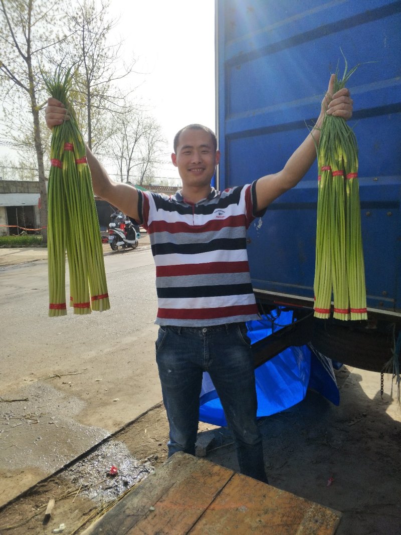 白帽蒜薹批发邳州白帽长度70公分保质保量产地发货