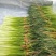 白帽蒜薹批发邳州白帽长度70公分保质保量产地发货