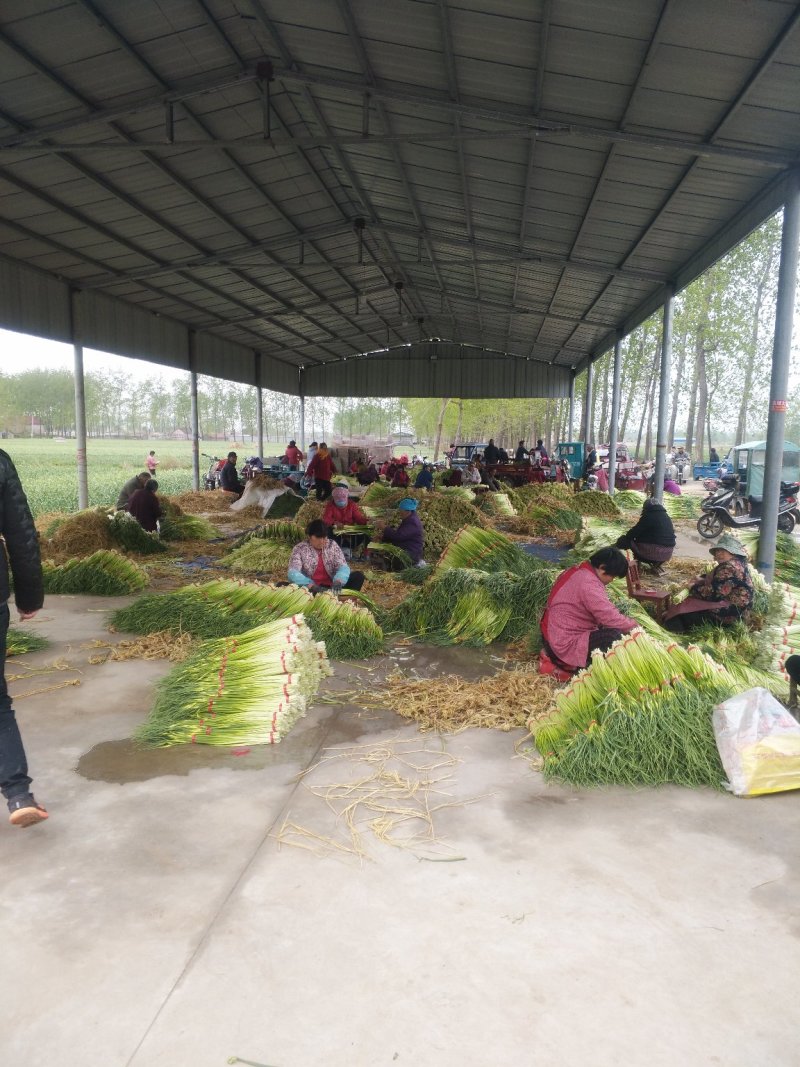 白帽蒜薹批发邳州白帽长度70公分保质保量产地发货
