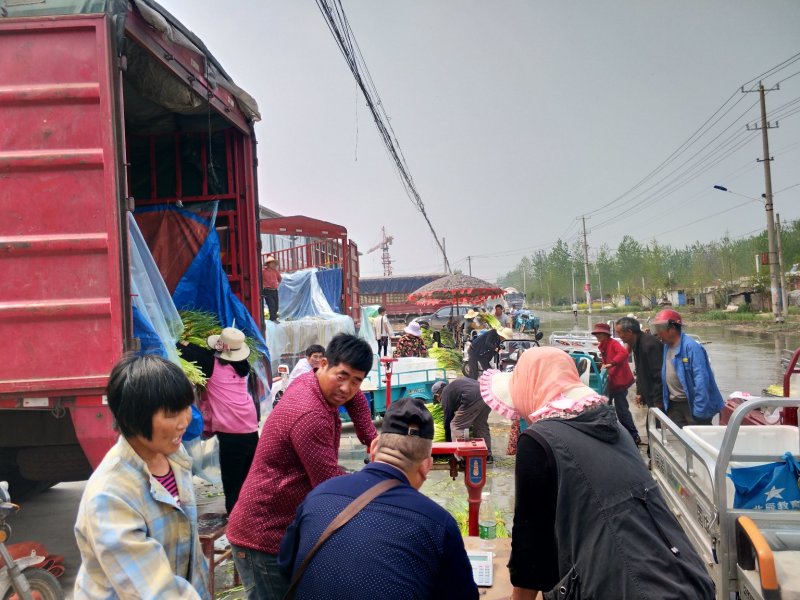 白帽蒜薹批发邳州白帽长度70公分保质保量产地发货