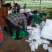白帽蒜薹批发邳州白帽长度70公分保质保量产地发货