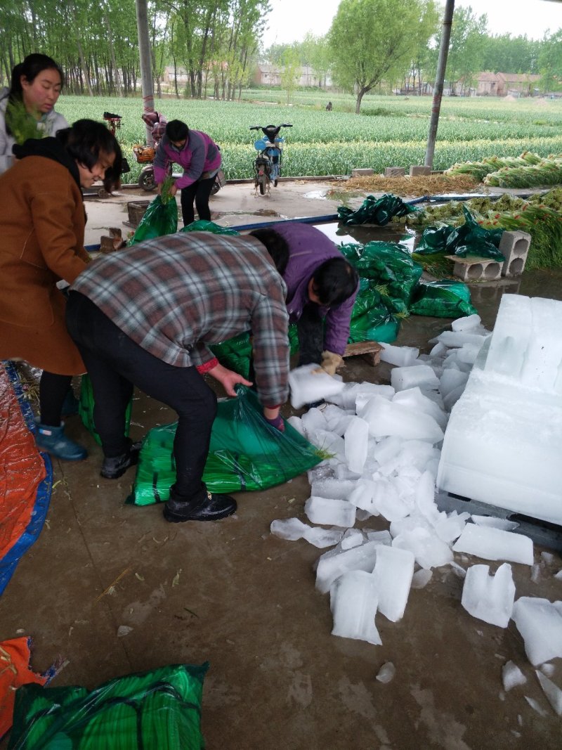 白帽蒜薹批发邳州白帽长度70公分保质保量产地发货