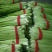 白帽蒜薹批发邳州白帽长度70公分保质保量产地发货