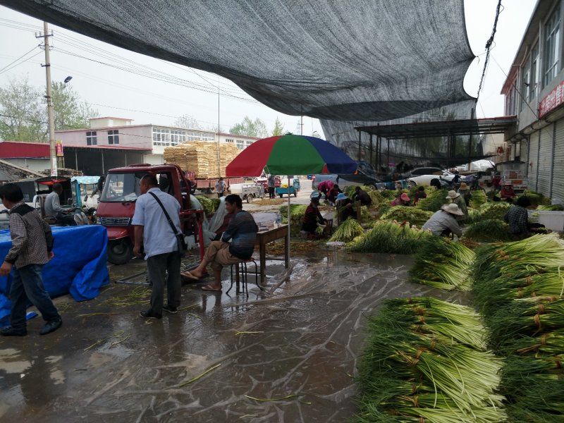 白帽蒜薹批发邳州白帽长度70公分保质保量产地发货