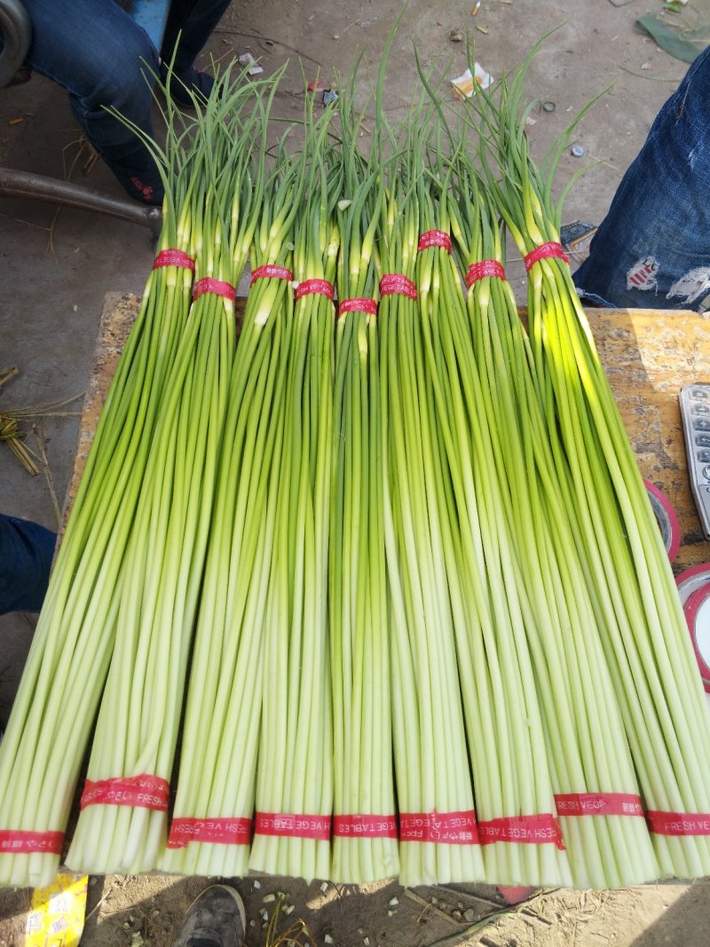 白帽蒜薹批发邳州白帽长度70公分保质保量产地发货
