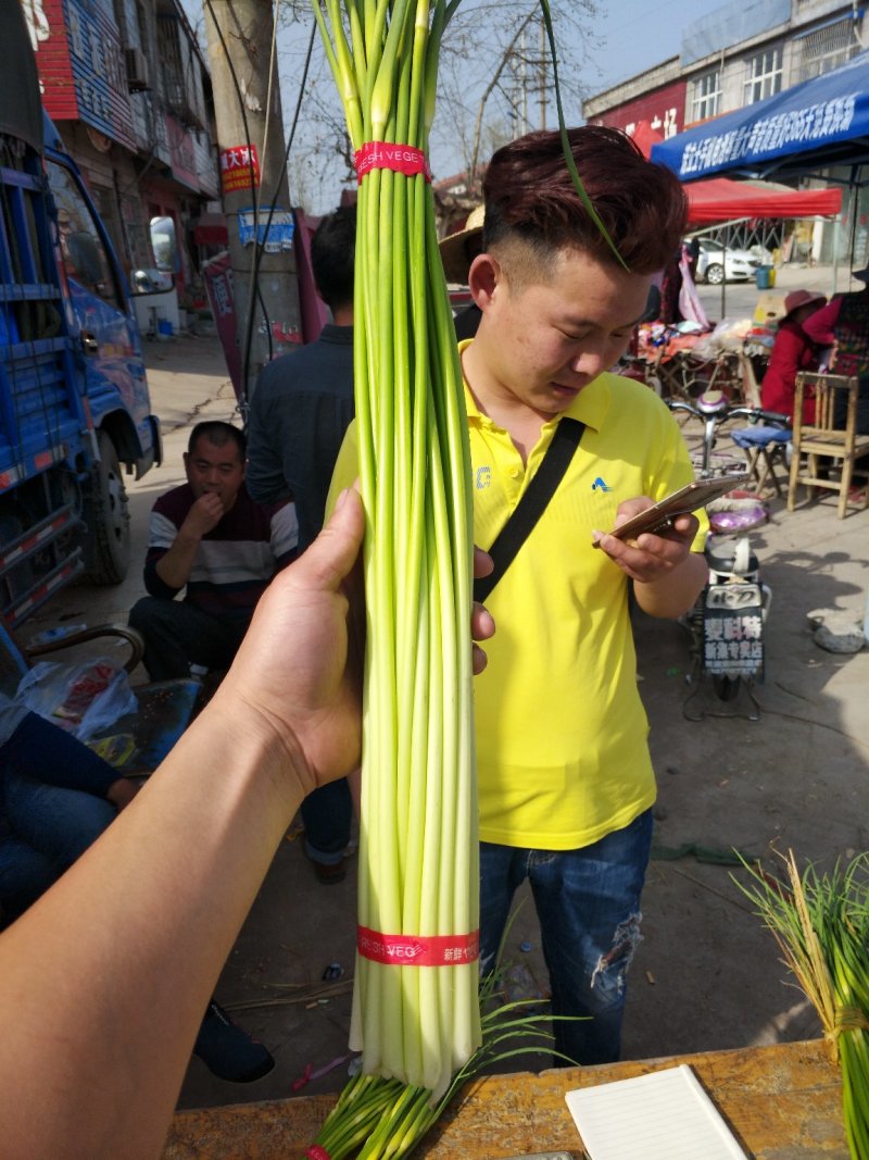 白帽蒜薹批发邳州白帽长度70公分保质保量产地发货