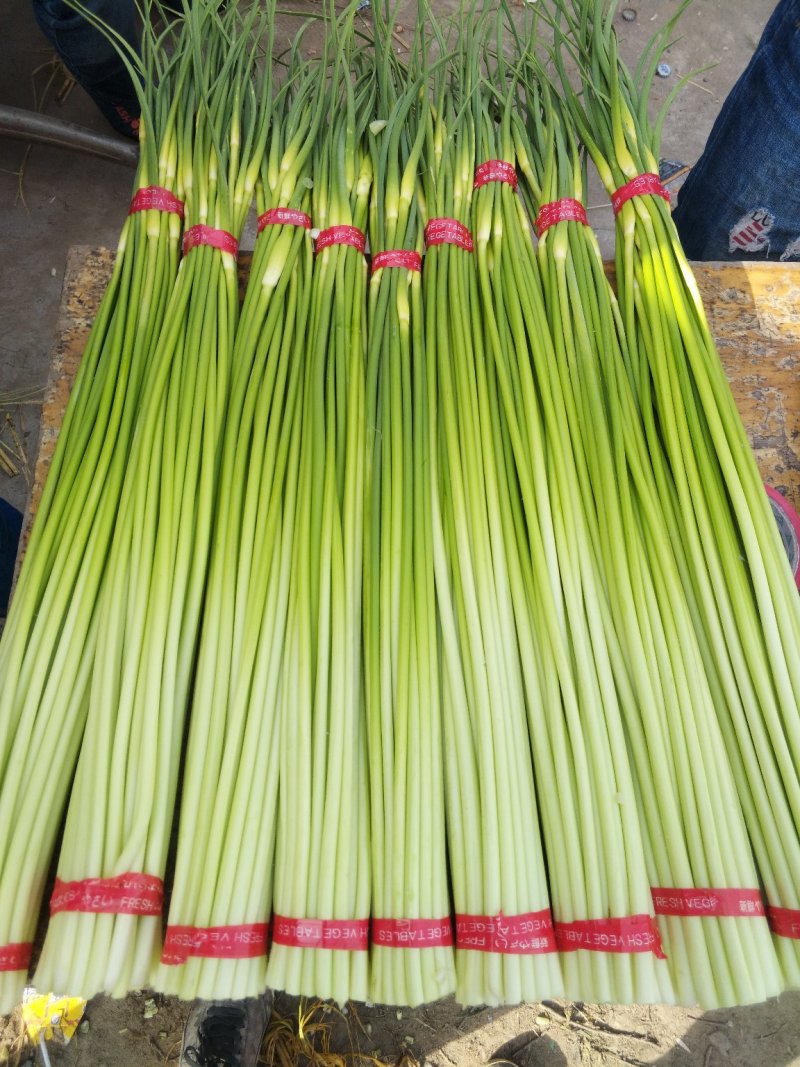 白帽蒜薹批发邳州白帽长度70公分保质保量产地发货