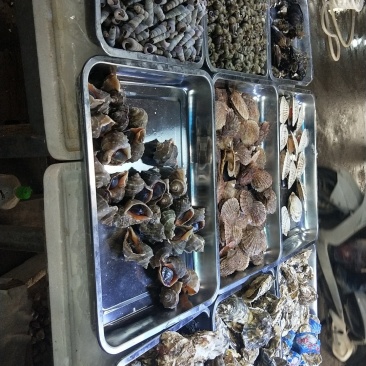 各种海鲜