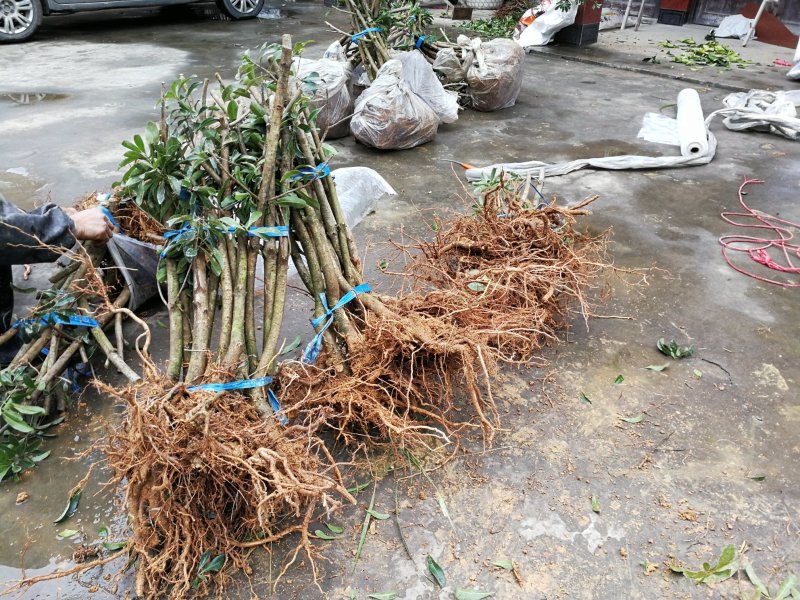 3年东魁杨梅苗黑炭荸荠杨梅苗台州黄岩正宗