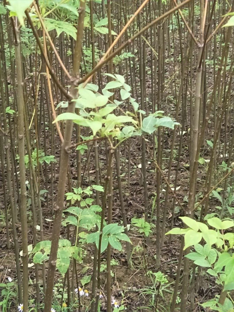 黄柏苗重庆黄柏苗