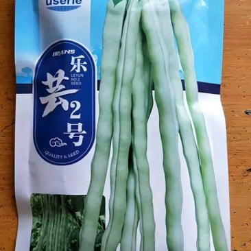 芸豆种子
