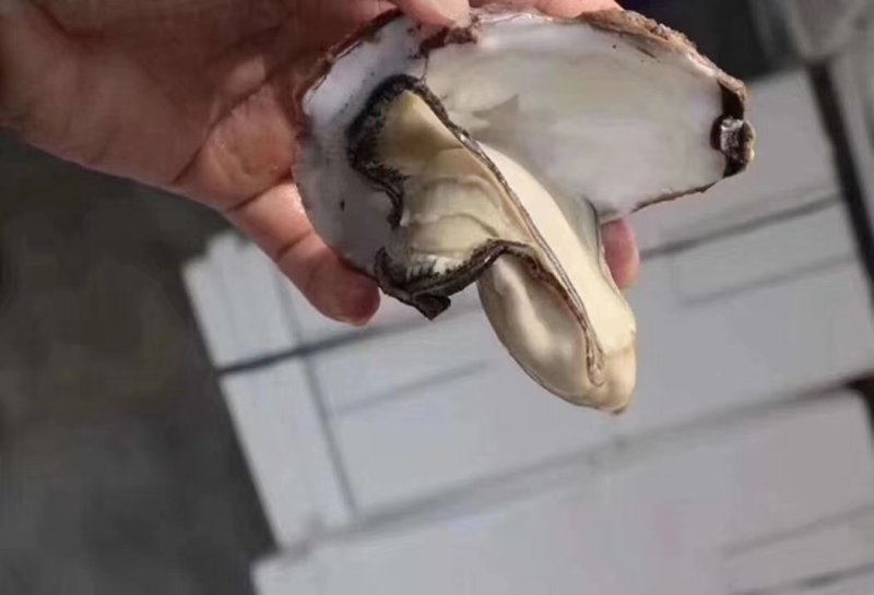 现捕现发新鲜生蚝鲜活高品质带壳海蛎子特大牡蛎贝壳即食