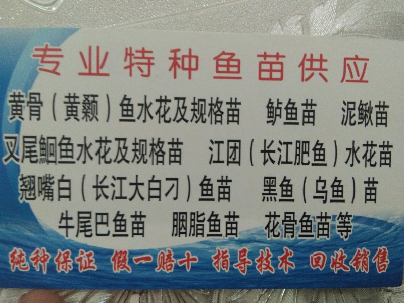 翘嘴白鱼苗/大白刁鱼苗/翘嘴鲌鱼苗/翘嘴红鲌鱼苗
