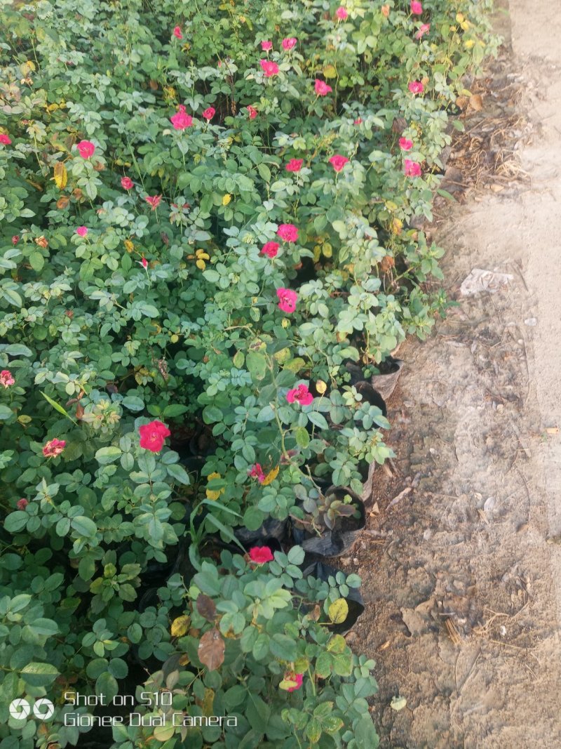 蔷薇花苗藤本月季大花特大爬藤植物花卉盆栽庭院浓香攀援四季