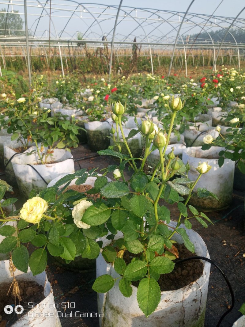 蔷薇花苗藤本月季大花特大爬藤植物花卉盆栽庭院浓香攀援四季