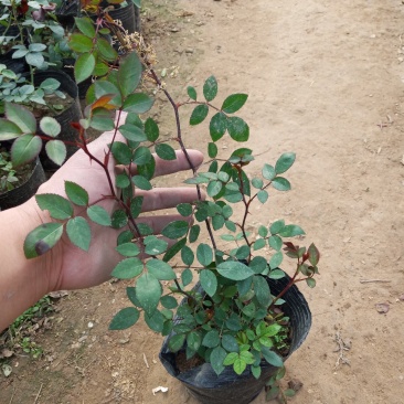 蔷薇花苗藤本月季大花特大爬藤植物花卉盆栽庭院浓香攀援四季