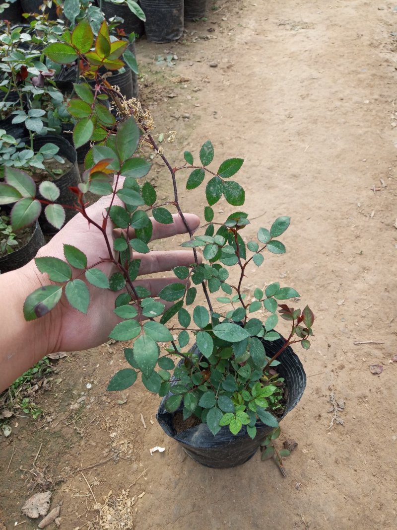 蔷薇花苗藤本月季大花特大爬藤植物花卉盆栽庭院浓香攀援四季