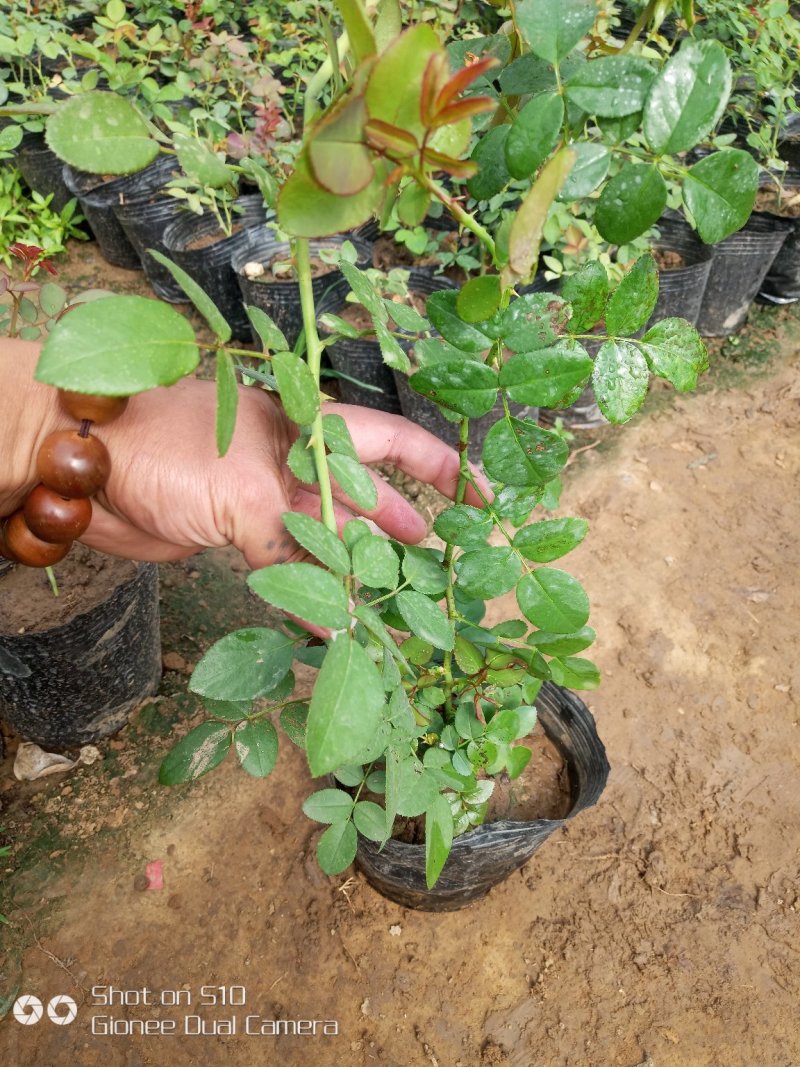 蔷薇花苗藤本月季大花特大爬藤植物花卉盆栽庭院浓香攀援四季