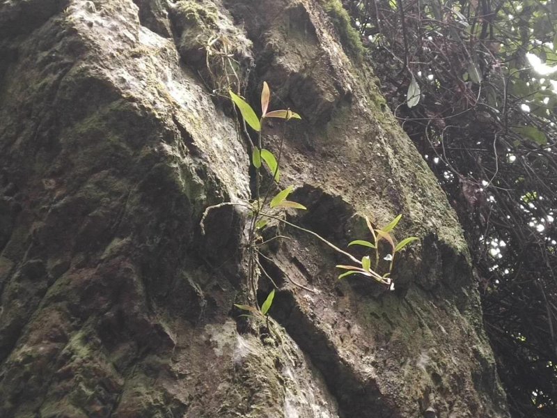 广西大瑶山野生紫皮石斛鲜货煮茶煲汤打汁泡酒