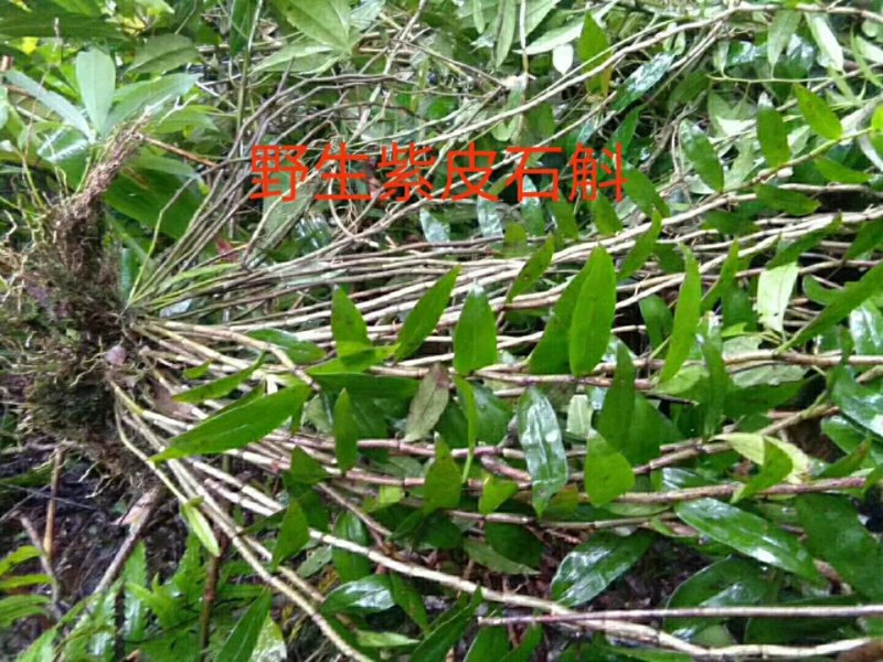 广西大瑶山野生紫皮石斛鲜货煮茶煲汤打汁泡酒