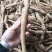 广西金秀大瑶山小叶野生牛大力干货、无硫磺、刮皮切片