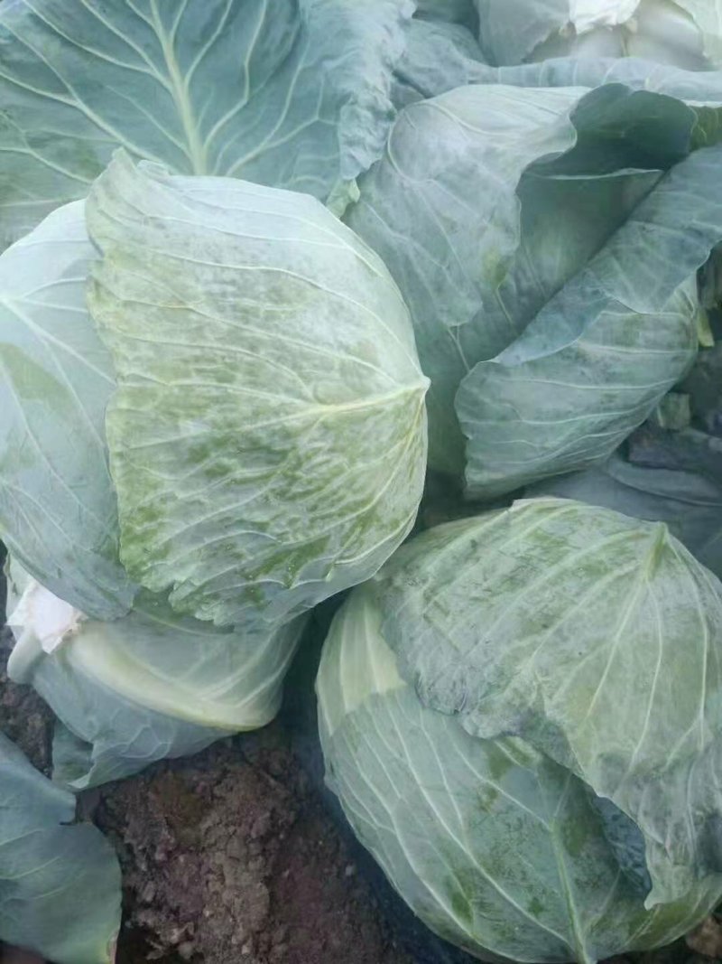 扁包奥奇，个头均匀精品产地直销！提供场地