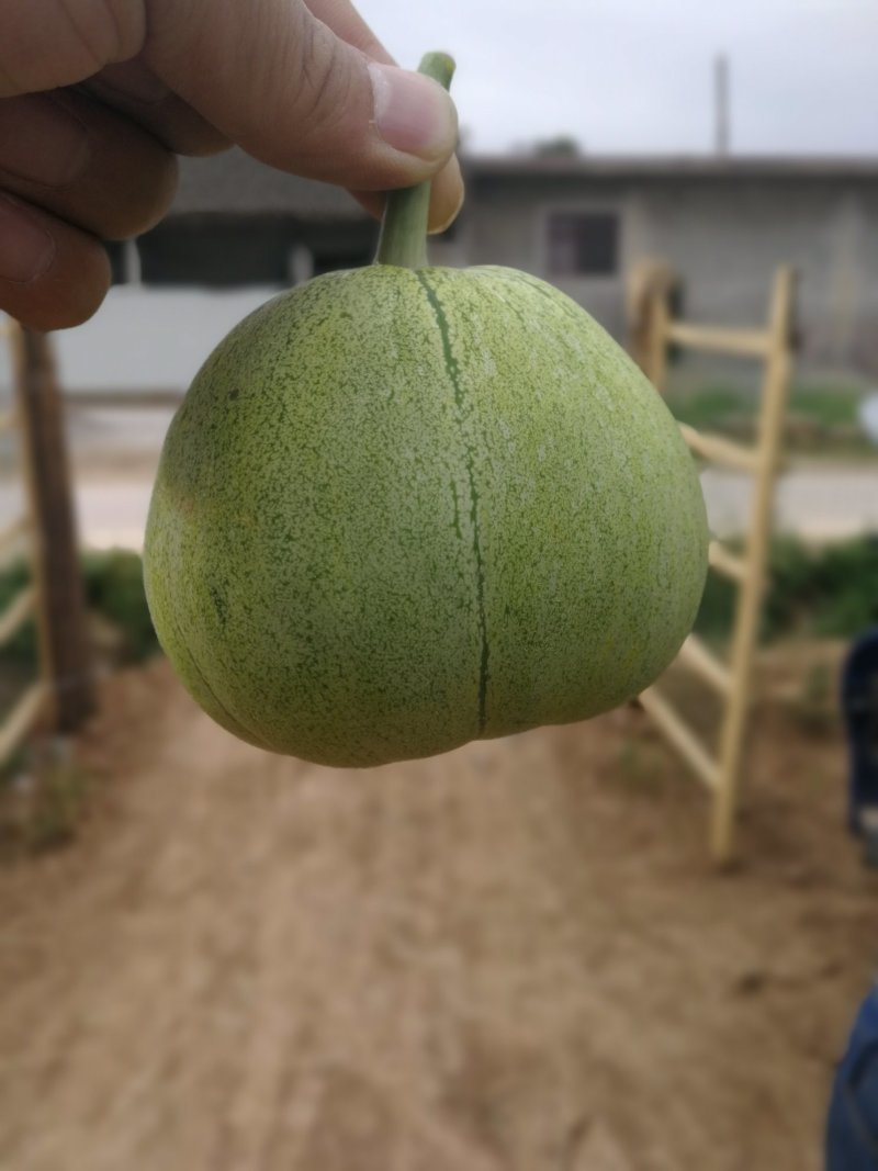 夏馨富硒甜瓜上市热销中