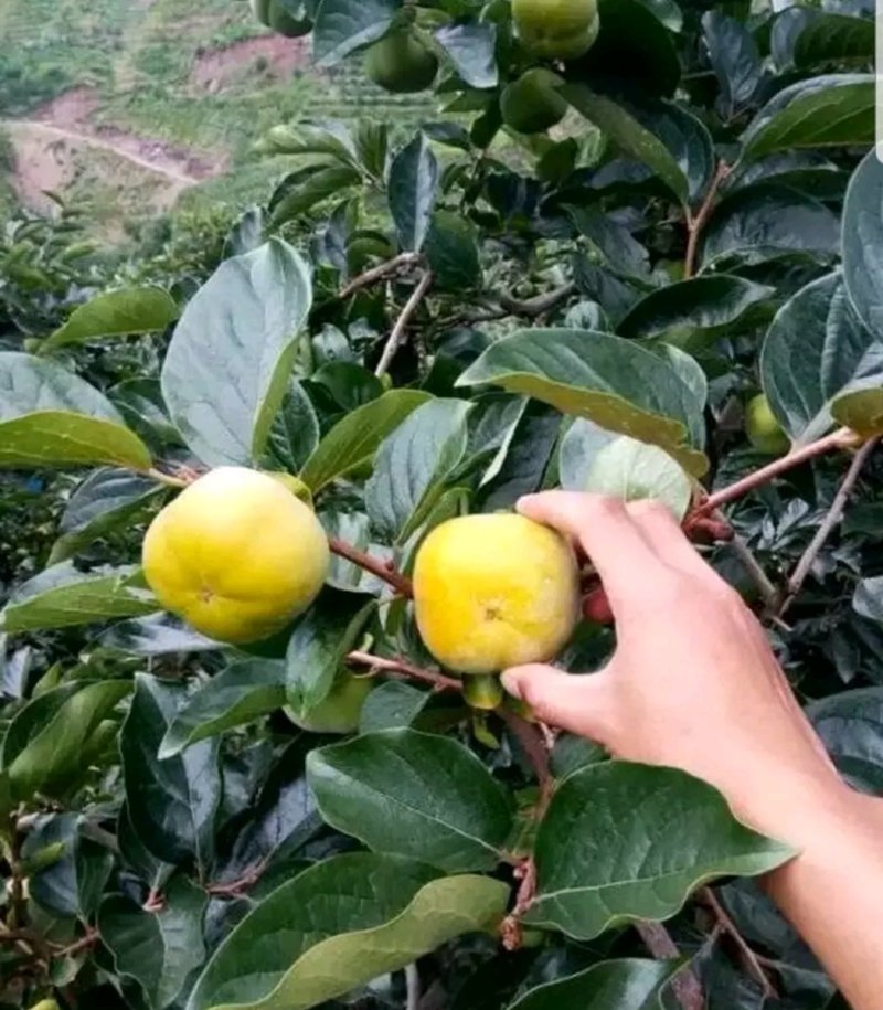 甜柿子树苗柿子苗甜柿子基地直销，欢迎考察，提供技术指导