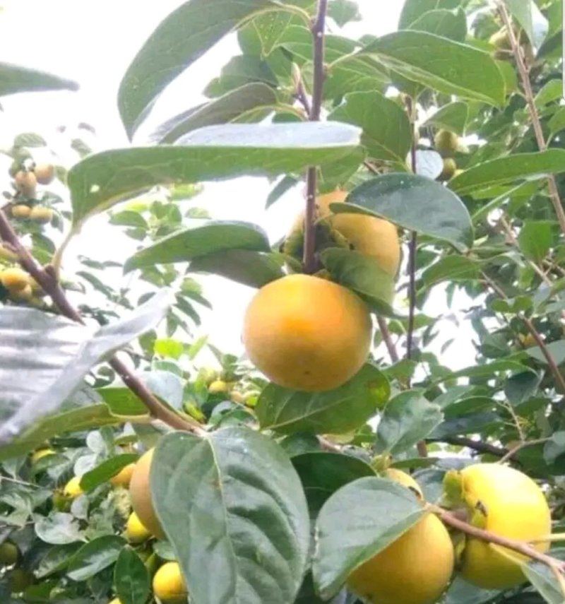 甜柿子树苗柿子苗甜柿子基地直销，欢迎考察，提供技术指导