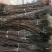 甜柿子树苗柿子苗甜柿子基地直销,欢迎考察,提供技术指导