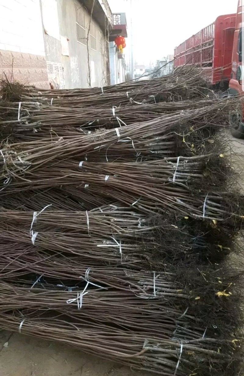 甜柿子树苗柿子苗甜柿子基地直销，欢迎考察，提供技术指导