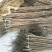 甜柿子树苗柿子苗甜柿子基地直销,欢迎考察,提供技术指导
