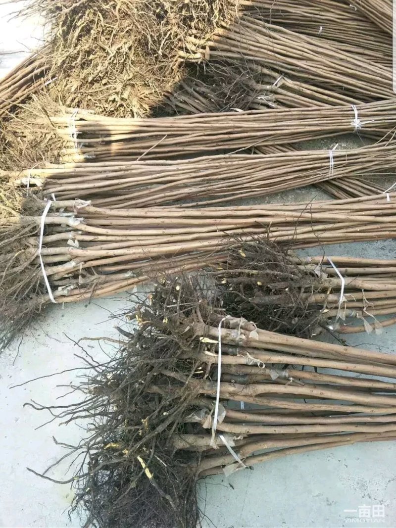 甜柿子树苗柿子苗甜柿子基地直销，欢迎考察，提供技术指导