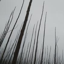 苦楝树苦楝3米高苦楝树苗米径三公分苦楝树苗